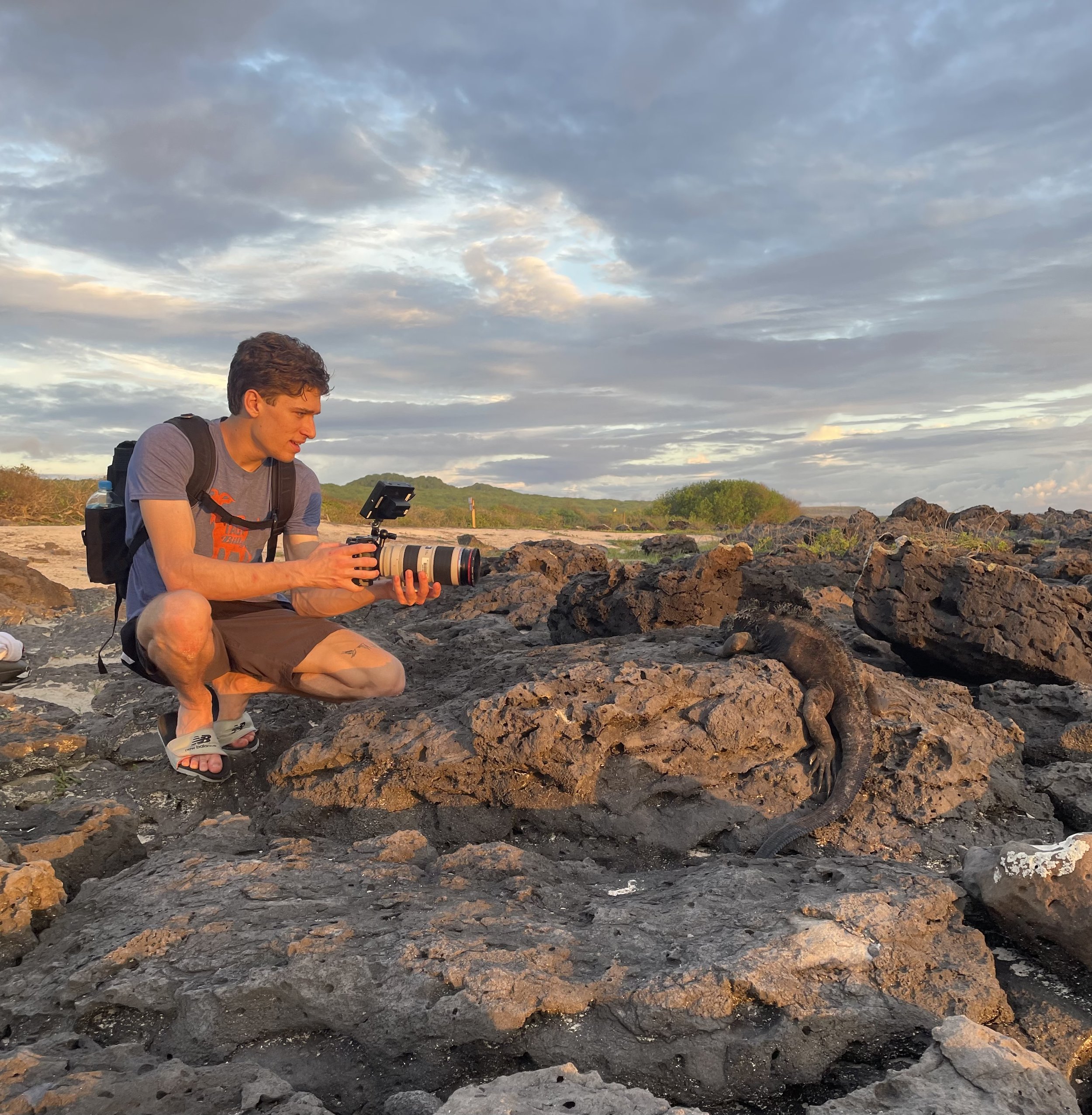 Filming marine iguana